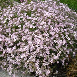 Gypsophile rampante rose